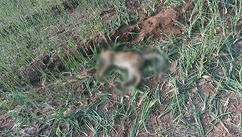 पुणे : राजुरी परिसरात दोन बिबट्यांच्या झुजीत एका बिबट्याचा मृत्यू