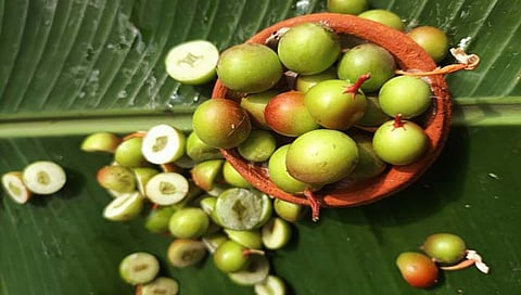 Conkerberry