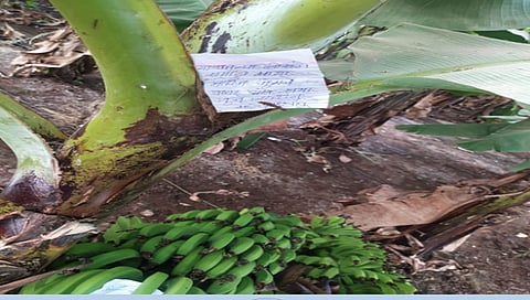 जळगाव : चिठ्ठी लिहून केळीच्या बागांचे नुकसान करणार्याला ठोकल्या बेड्या
