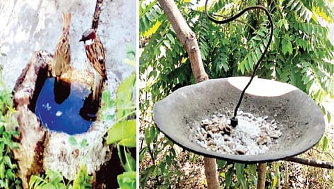 घरटी व दाना-पाण्याची सोय; निसर्गचक्राच्या सातत्यासाठी धडपड