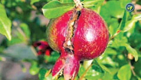सोलापूर : डाळिंब संशोधन केंद्र उरले नावापुरते?