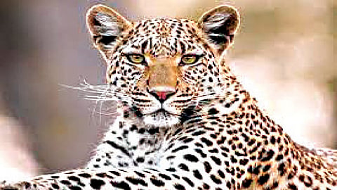 leopard News