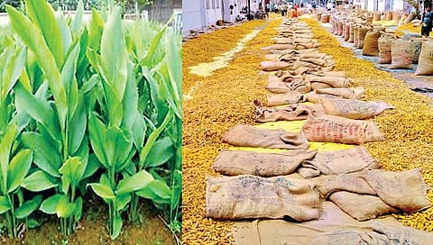 वसमत बाजार समितीत हळदीच्या दरावरून संताप