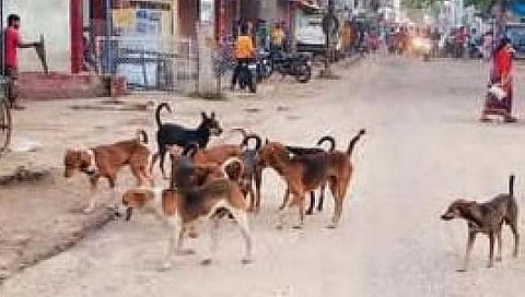 पिंपळे गुरवमध्ये कुत्र्यांचा त्रास
