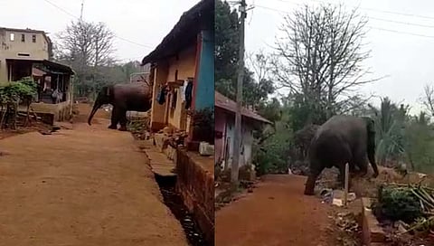 चंदगड : अडकूर परिसरात हत्तीचे आगमन; ग्रामस्थांमध्ये भीतीचे वातावरण