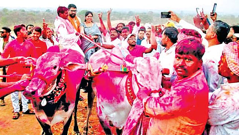 Bullock cart race