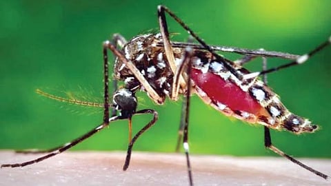 World Mosquito Day