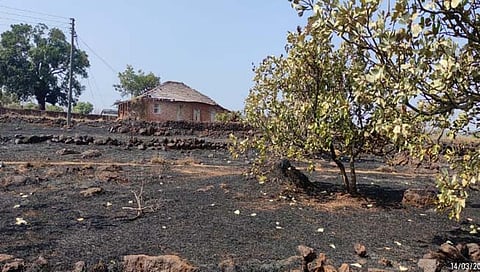 दापोलीत शेकडो एकरातील आंबा, काजूची झाडे जळून खाक; शेतकऱ्यांचे कोट्यवधींचे नुकसान