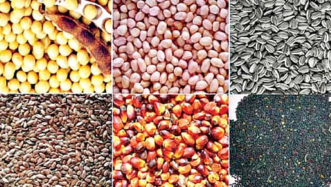 नगर : जिल्ह्यात 56 हजार क्विंटल बियाणे पडून !