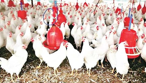 कुक्कुटपालन व्यावसायिक