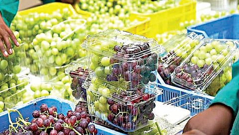 Nashik : अवकाळीने द्राक्ष निर्यात आली निम्म्यावर, नाशिकमधून ‘इतक्या’ द्राक्षबागांची नोंदणी