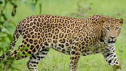 image of Leopard