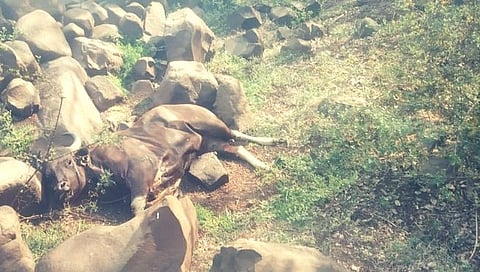 पावनगडच्या पायथ्याशी राक्षी जंगलात आढळले दोन मृत गवे