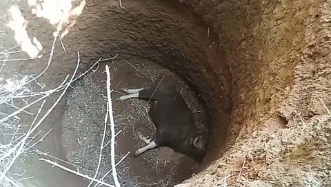 सातारा : क्षेत्र महाबळेश्वर येथील कोरड्या विहिरीत पडला रानगवा