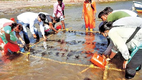 रत्नागिरी : काळबादेवी येथे समुद्री शेवाळाची लागवड करताना स्थानिक महिला.