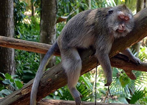 Alcohol and Human : लोकं दारू का पितात? गुंगीत राहणार्या माकडाच्या प्रजीतीवर होणार संशोधन