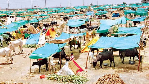 छावणीचालकांच्या देयकांसाठी अखेर मुहूर्त सापडला