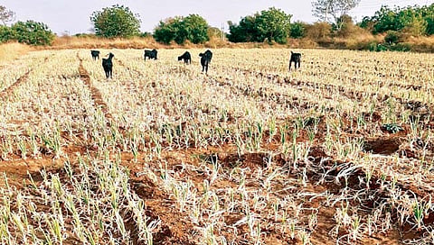 सोलापूर : दहिगाव योजनेचे पाणी न मिळाल्याने पिके जळाली