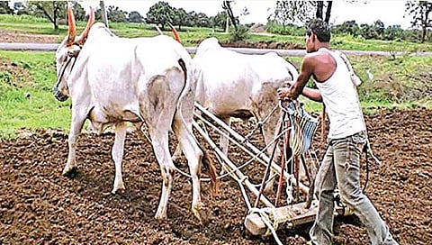 पुरेशी ओल असल्याशिवाय पेरणी करू नये : माळी