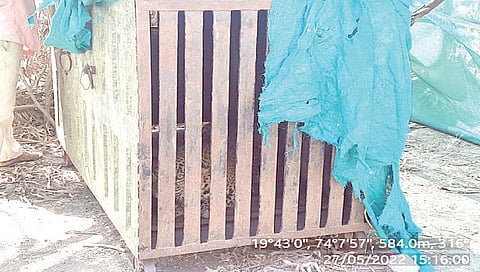 नाशिक : चिकूच्या बागेत लावलेल्या पिंजर्यात बिबट्या जेरबंद