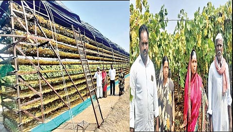 सुर्डीच्या माळरानावर फुलले बेदाणा निर्मितीचे कारखाने