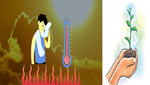 विदेशी झाडे तापमानवाढीला ठरतात कारणीभूत ; अभ्यासकांचा दावा