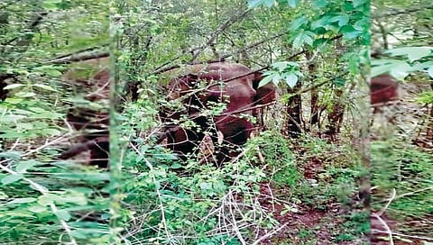 कोल्हापूर : आजर्याजवळ पुन्हा टस्कर; ग्रामस्थांत घबराट