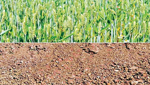 शेतात करा गाळमातीचा वापर