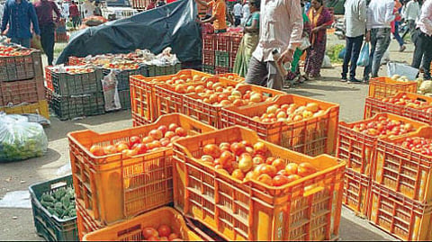 चाकण येथे टोमॅटोचे दर निम्म्यावर; सर्व सामान्यांना मोठा दिलासा