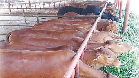 प्रतिबंधात्मक : टाळा जनावरांचा उष्माघात
