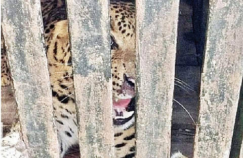 हल्ला करणारा बिबट्या जेरबंद; मलठण येथे वन विभागाच्या पिंजर्यात झाला कैद