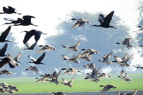 National Birds Day 2024