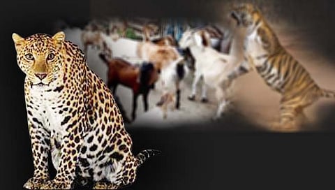 सातारा : बिबट्याच्या हल्ल्यात शेळी ठार