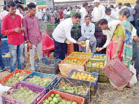 गुजराती केशरची पुण्याकडे पाठ; स्थानिक बाजारपेठांमध्येच आंब्याला चांगले दराचे परिणाम