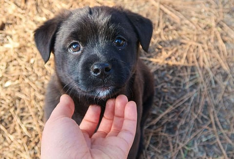 dog