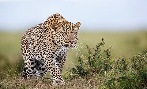 Leopards Story : गंध, श्रवण अन् दृष्टिज्ञानात बिबट्या वाघ, सिंहापेक्षा सरस