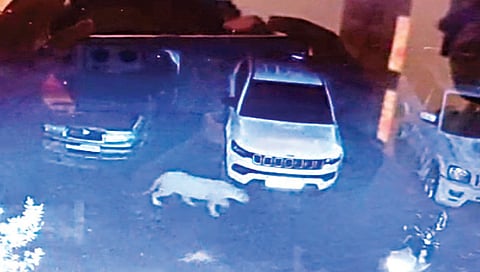 Nashik : गौळाणेत बिबट्याचे दर्शन; कुत्र्याच्या शिकारीचा प्रयत्न