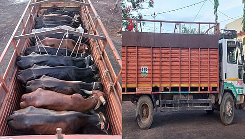 धुळे : कत्तलीच्या उद्देशाने होणारी वाहतुक रोखली ; 19 गायींसह 4 वासरांची सुटका