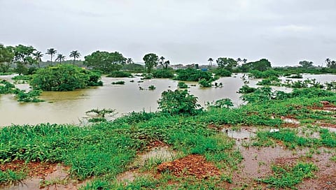 Demand to declare wet drought in Yavatmal