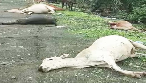 डहाणू : भरधाव वाहनांच्या धडकेत मोकाट गुरांचे जातायेत बळी
