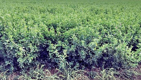 लसूण घास लागवड करताय?