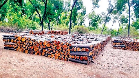 जोतिबा डोंगर परिसरात चोरटी वृक्षतोड