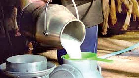 सातारा : शासकीय धोरणांमुळे दुग्ध व्यवसायाला अवकळा