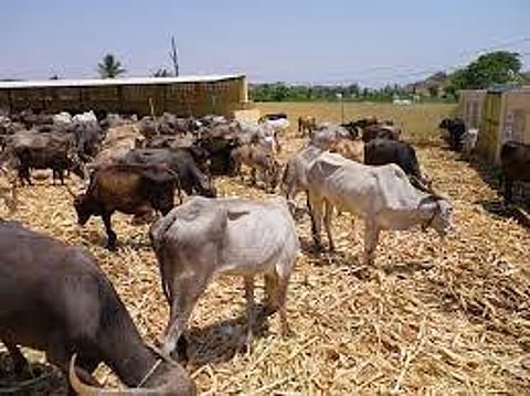 जनावरांच्या बाजारात मंदी! वाढत्या यांत्रिकीकरणाने बैल, खेचर, गाढवांना मागणी घटली
