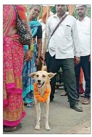 संत सोपानकाका पालखी सोहळ्यात सहभागी झालेला वाघ्या कुत्रा.