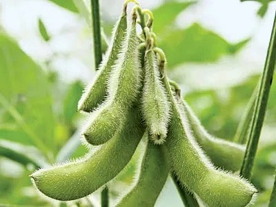 नगर : लोणीत सोयाबीन उत्पादनावर प्रशिक्षण