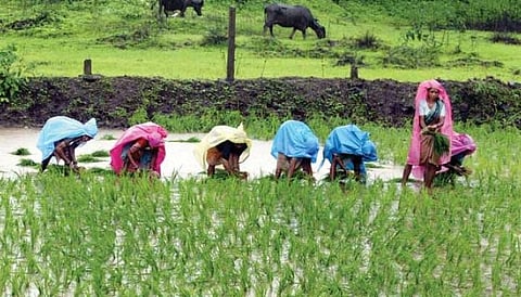 येळसे : भात लावणीसाठी शेतकर्यांची लगबग