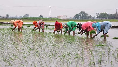 मावळ : भात शेतीच्या मशागतीला वेग