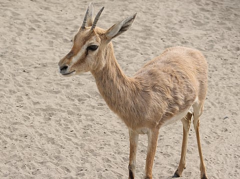 लोणी भापकर : कुत्र्यांच्या हल्ल्यात चिंकाराचा मृत्यू; मुढाळे येथील घटना