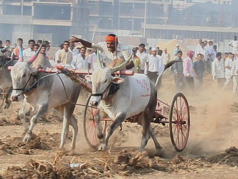 भाजपच्या बैलगाडा शर्यतीत राष्ट्रवादीच्या नेत्यांची भिर्रर्र !